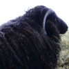Montana Granite Charcoal Grey 100% Icelandic Wool Yarn - Image 3